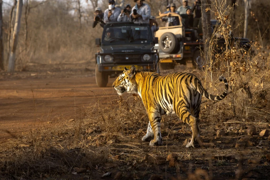Royal Wildlife Rajasthan Tour