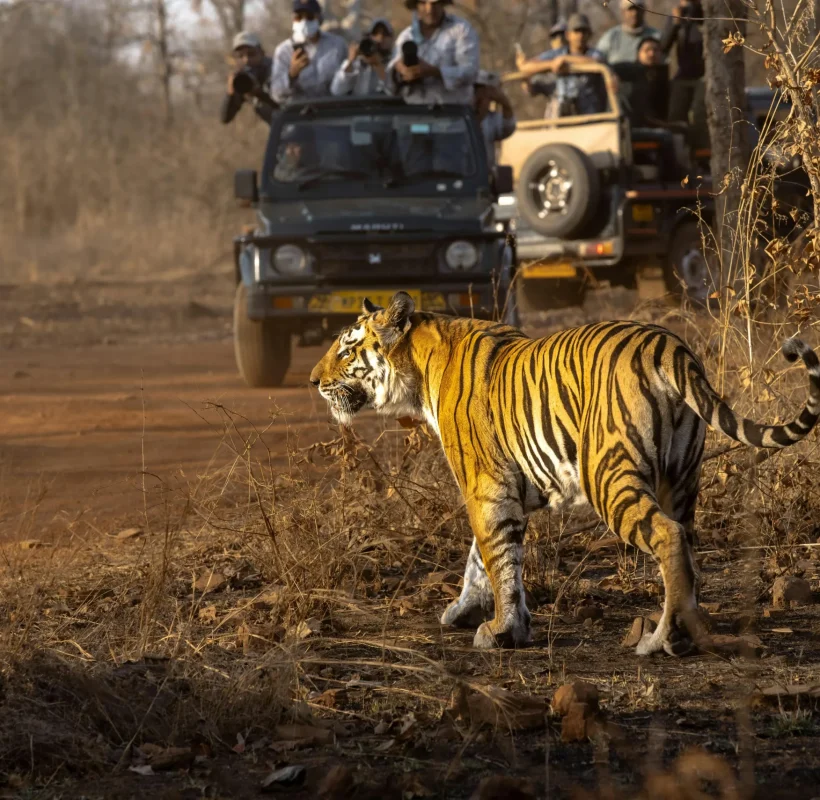 Royal Wildlife Rajasthan Tour